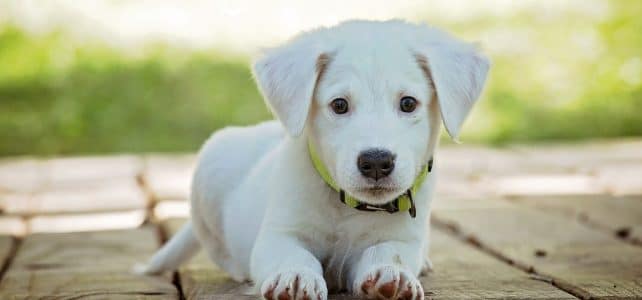 Quelle est la meilleure assurance pour chien ?